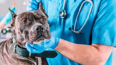 Pitbull en el veterinario