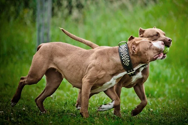dos pitbulls jugando