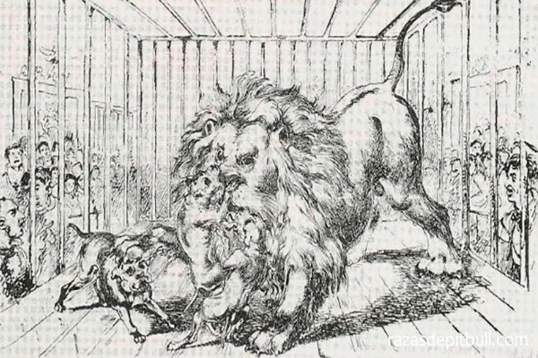 pitbull contra leones