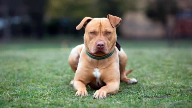 Perro pitbull mala fama