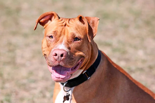 Pitbull red nose