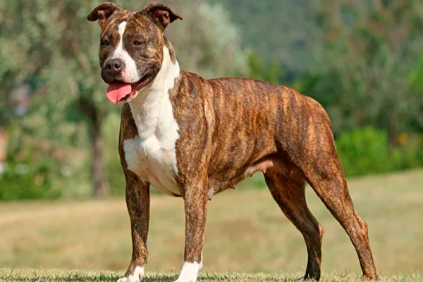 pitbull atigrado