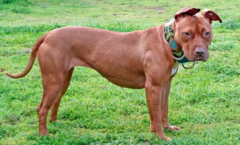 perro American Pitbull terrier