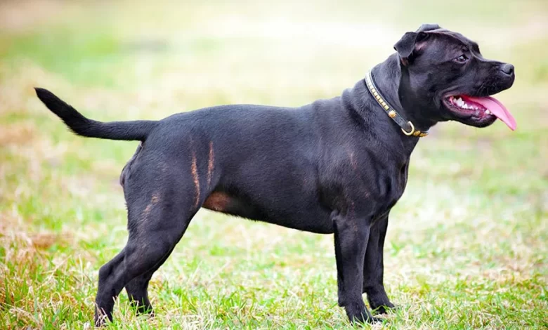 perro Staffordshire Bull Terrier
