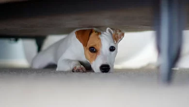 perro escondido debajo de la cama