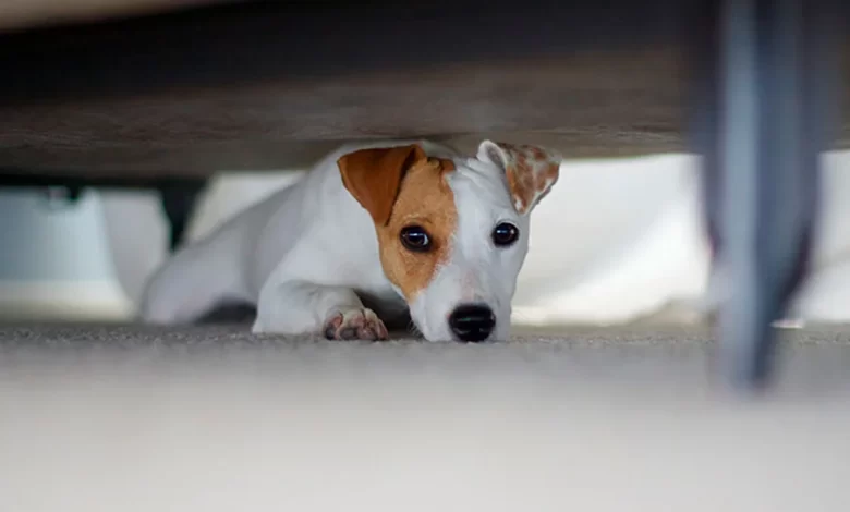 perro escondido debajo de la cama