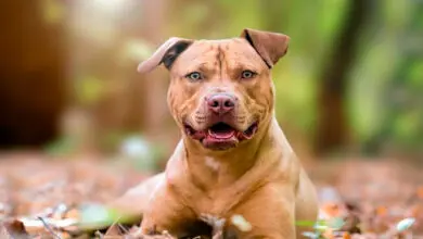Pit bull gamer