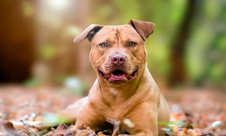 Pit bull gamer