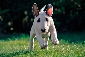 cachorro de bull terrier