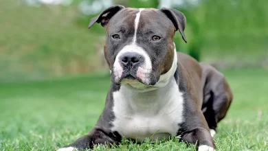 perro American Staffordshire Terrier