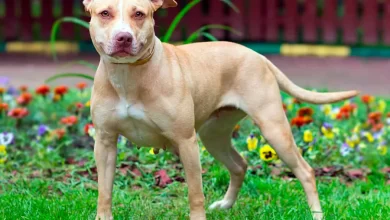 pit bull pynat